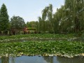 0103-1343 Hunter Valley Gardens (1070115)